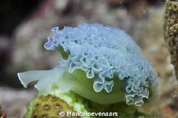 Lettuce Sea Slug. Nikon D90, Sea & Sea YS-250 and YS-110a... by Mark Hoevenaars 